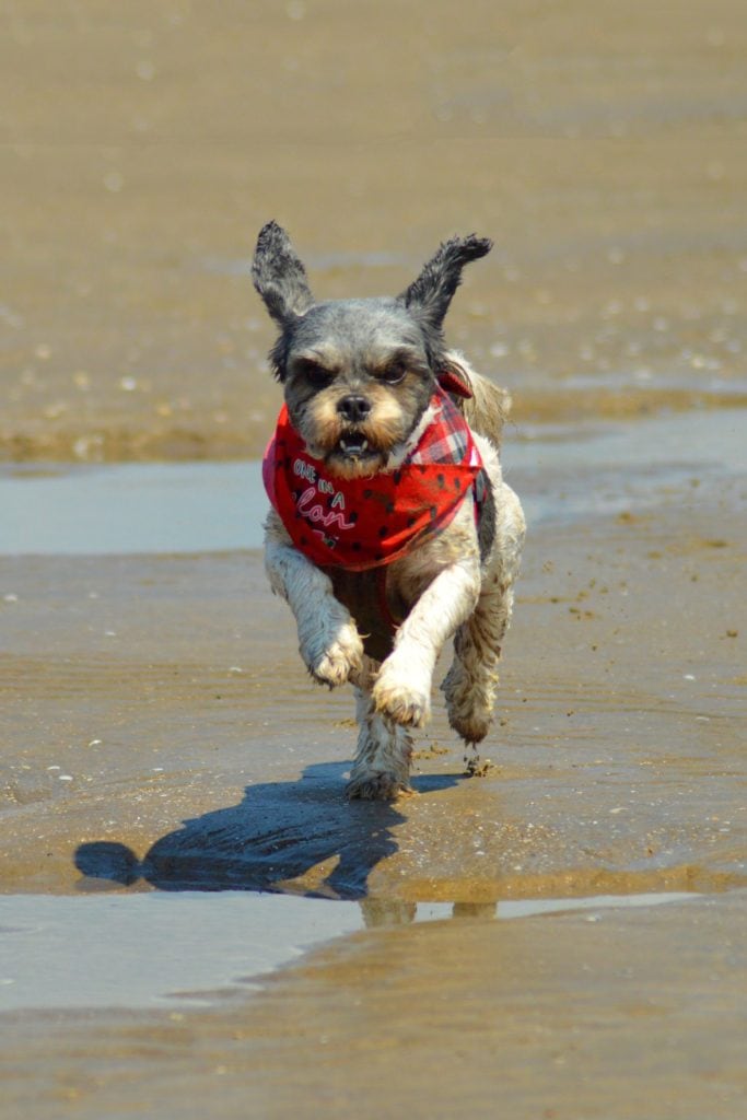 Cava Tzu playing on the beach, Pembrey Country Park - 140919