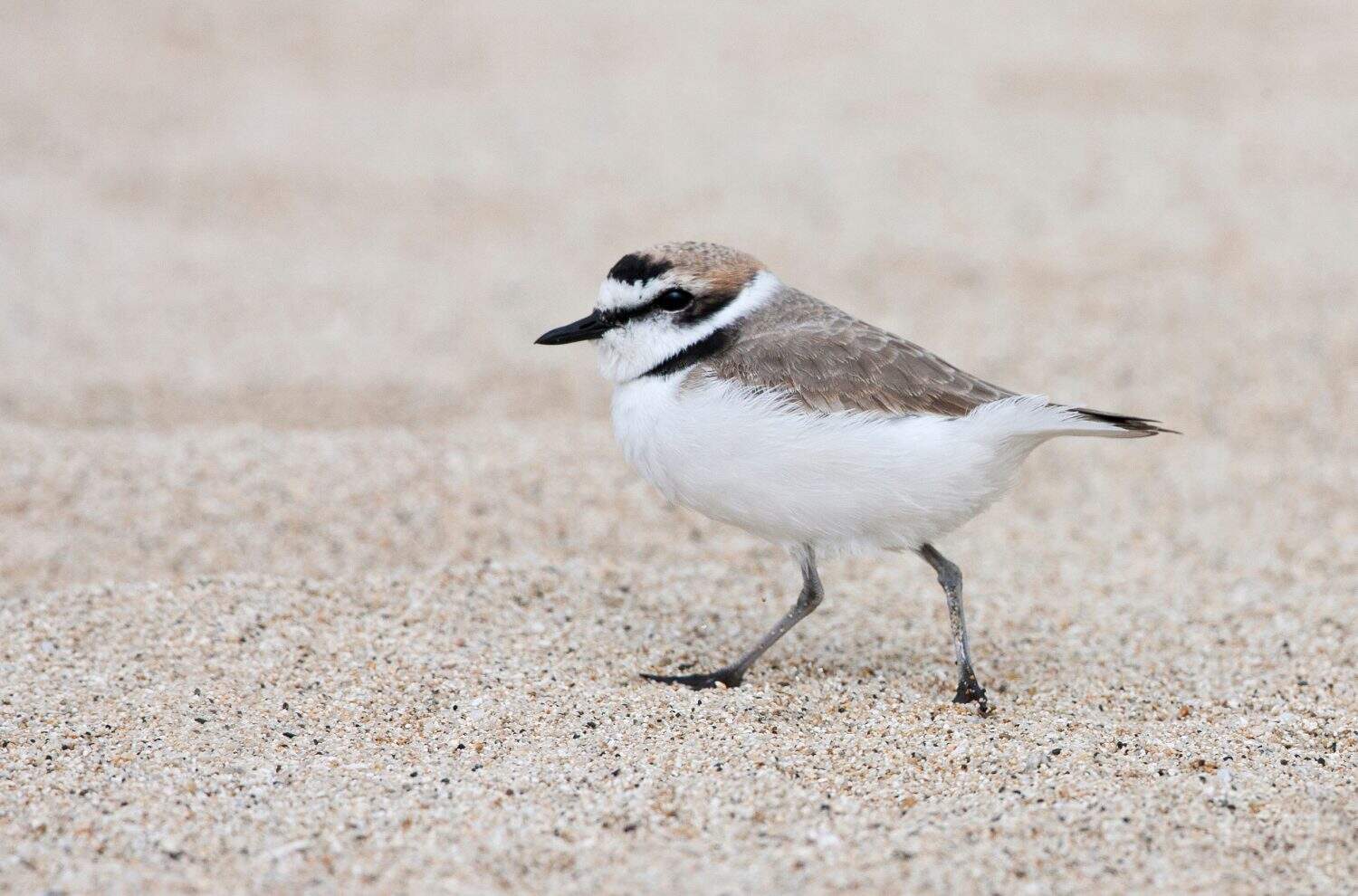 Male Snowy Plover on a North American beach.