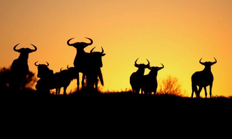 A silhouette of a herd of blue wildebeest against a spectacular African sunrise. Taken in Kenya during the great migration.
