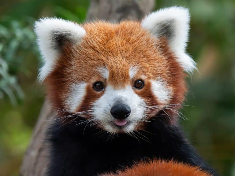 Endangered Red Panda in Captivity