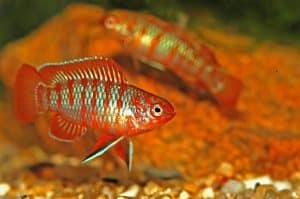 Red Aquarium Fish: 13 Types of Red Fish - A-Z Animals