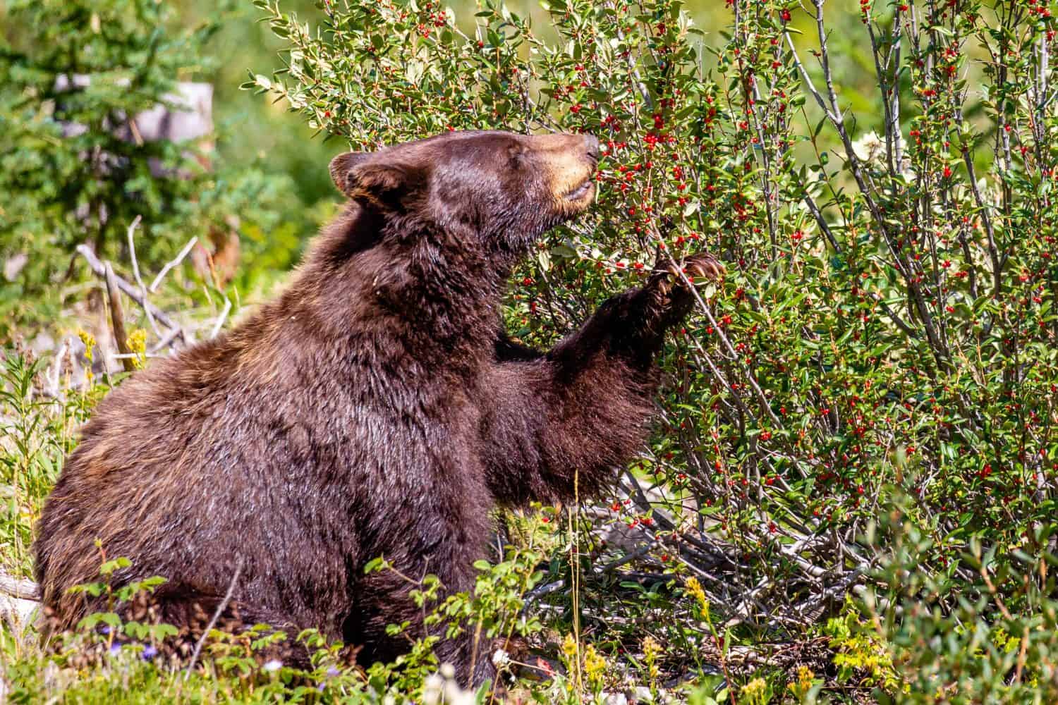 Black bear (Ursus americanus) eating wild berries in the forest.