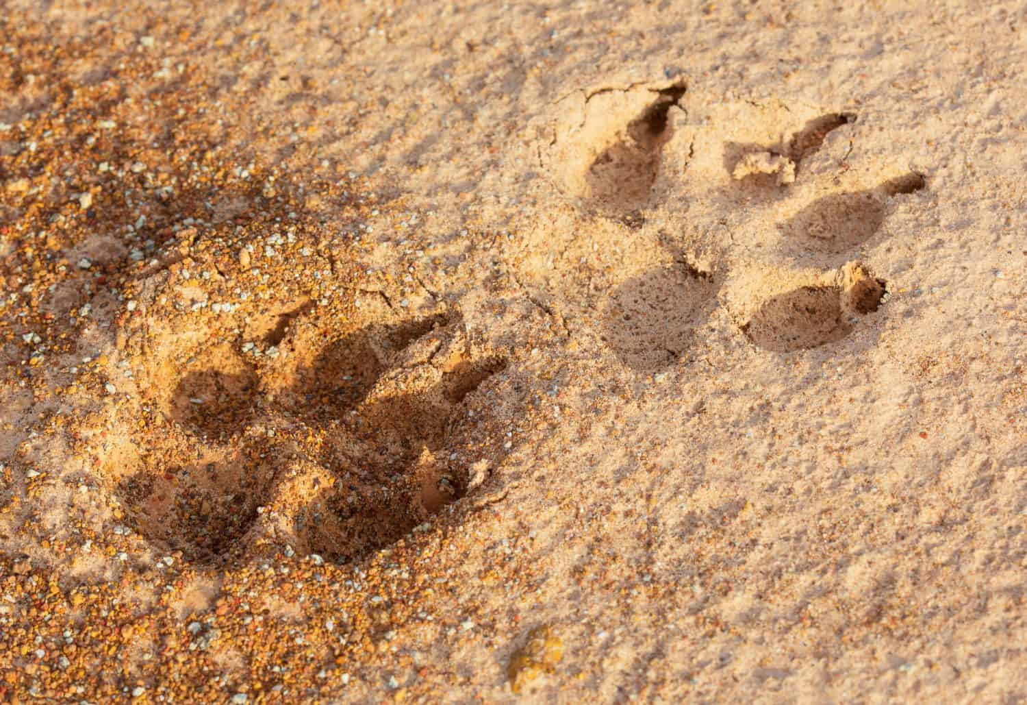 Dog footprint on the sand.