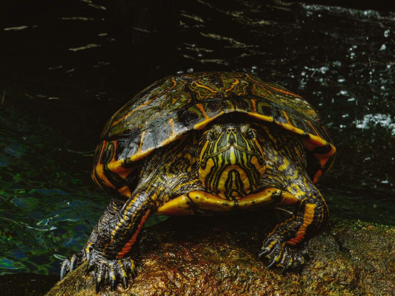 Turtle in the river on top of a rock. Turtle closeup with green and yellow colors.