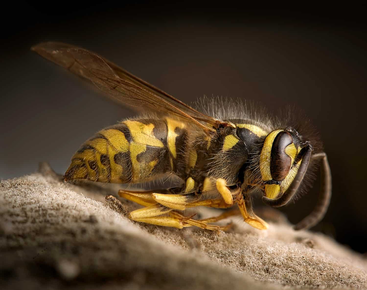 Wasp Lying on Leaf, Vespula Maculifrons