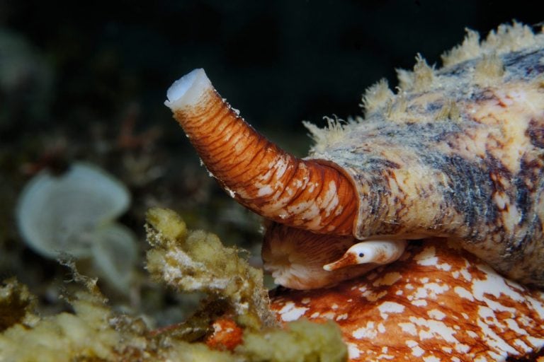 A highly venomous Geography cone (Conus geographus (Lat)) with siphon raised up and eye stalk extended, Panglao, Philippines