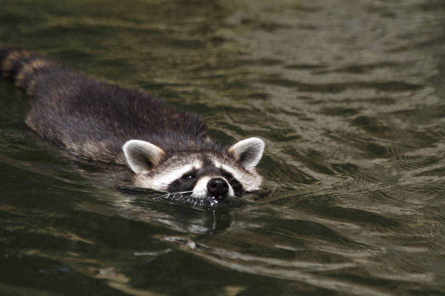 raccon