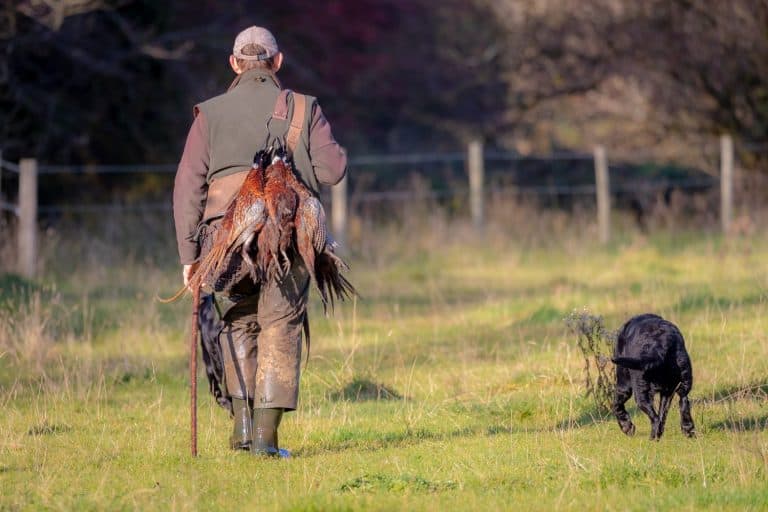 walking back with pheasants after shoot