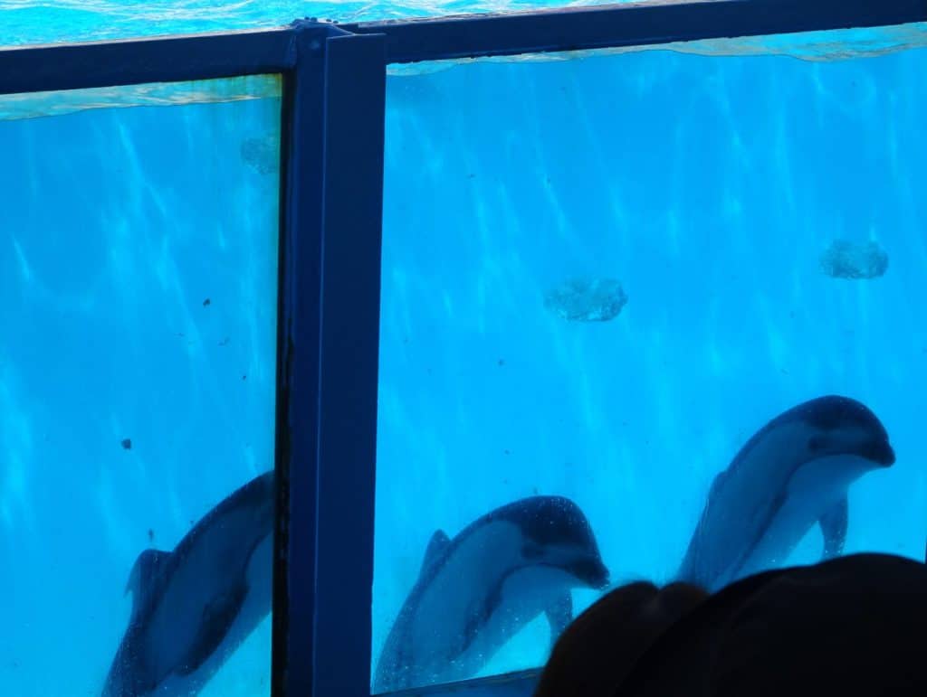 Cute dolphin bubble ring photo
