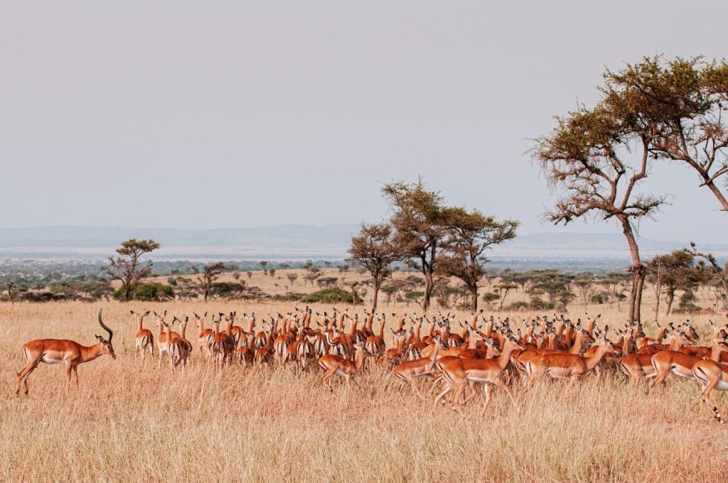 Large herd of African Impala in golden grass meadow of Serengeti Grumeti reserve Savanna forest - African Tanzania Safari wildlife trip during great migration