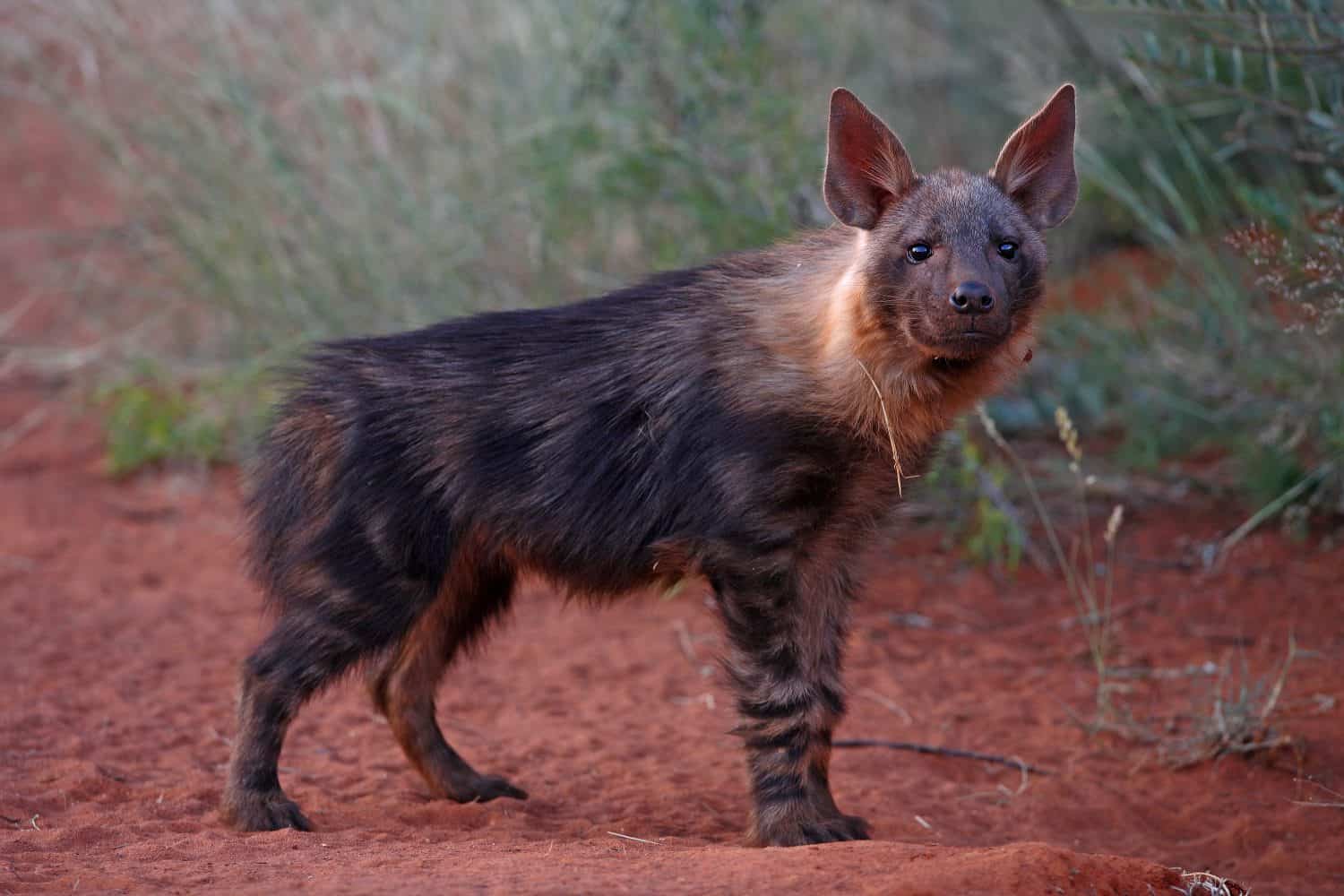 Brown hyena juvenile
