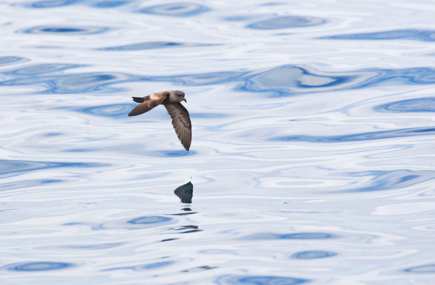 Ashy Storm Petrel (Oceanodroma homochroa) flying low over the ocean surface off the Californian coast in the United States.