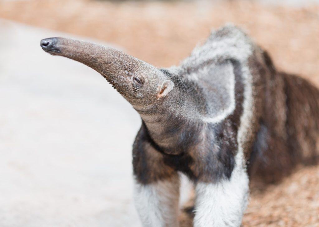 Anteater sniffing the air near ice