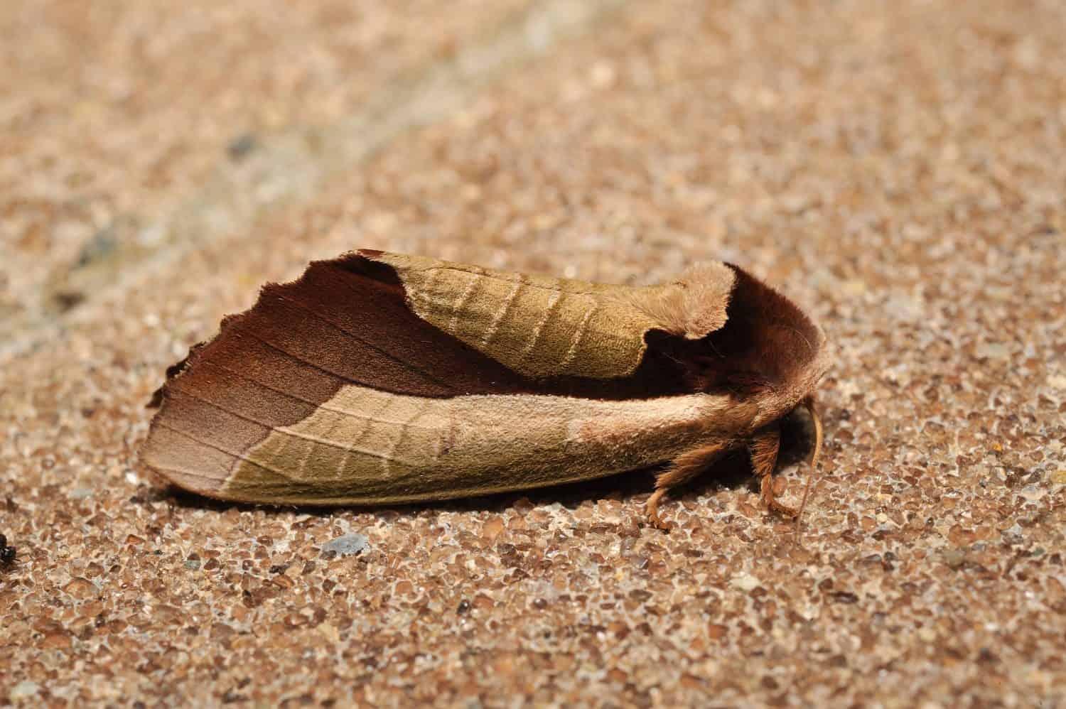 The moth which seems to be a dead leaf.