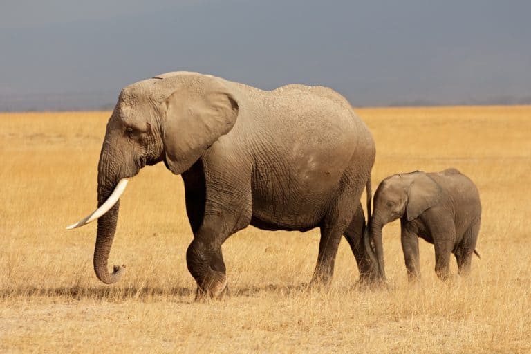 African elephant (Loxodonta africana) cow with young calf, Amboseli National Park, Kenya