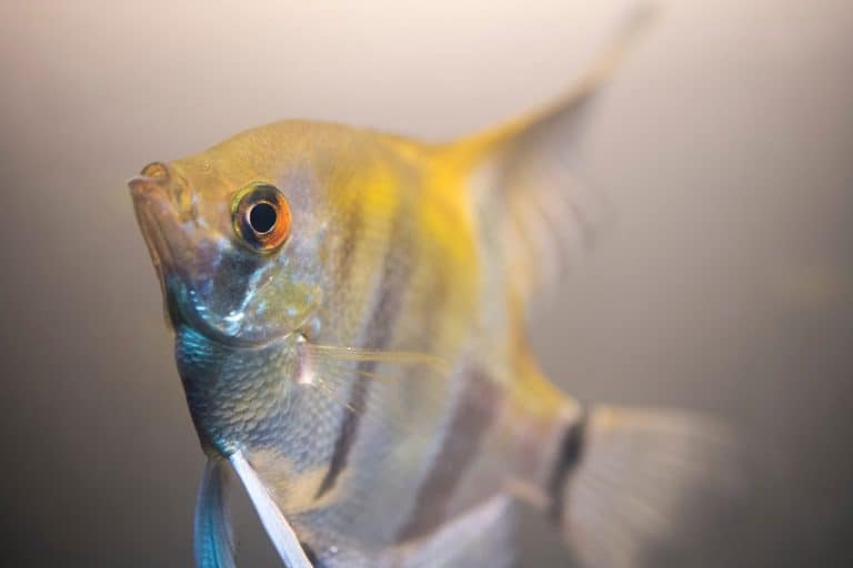 Close up photo of an Angel Fish (Pterophyllum scalare) in a fish tank. The fish is swimming upwards.