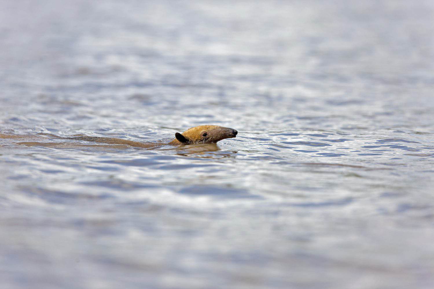 SOUTHERN ANTEATER tamandua tetradactyla CROSSING THE MADRE DE DIOS RIVER IN MANU NATIONAL PARK IN PERU 