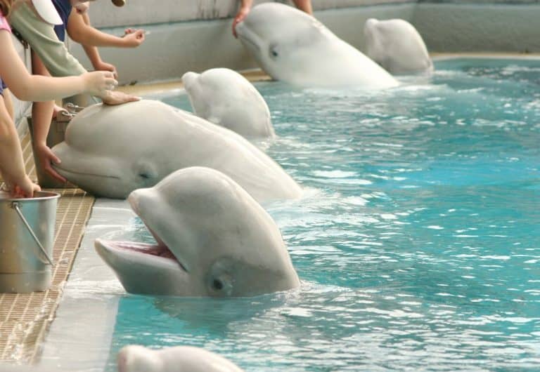 Feeding belugas at the zoo