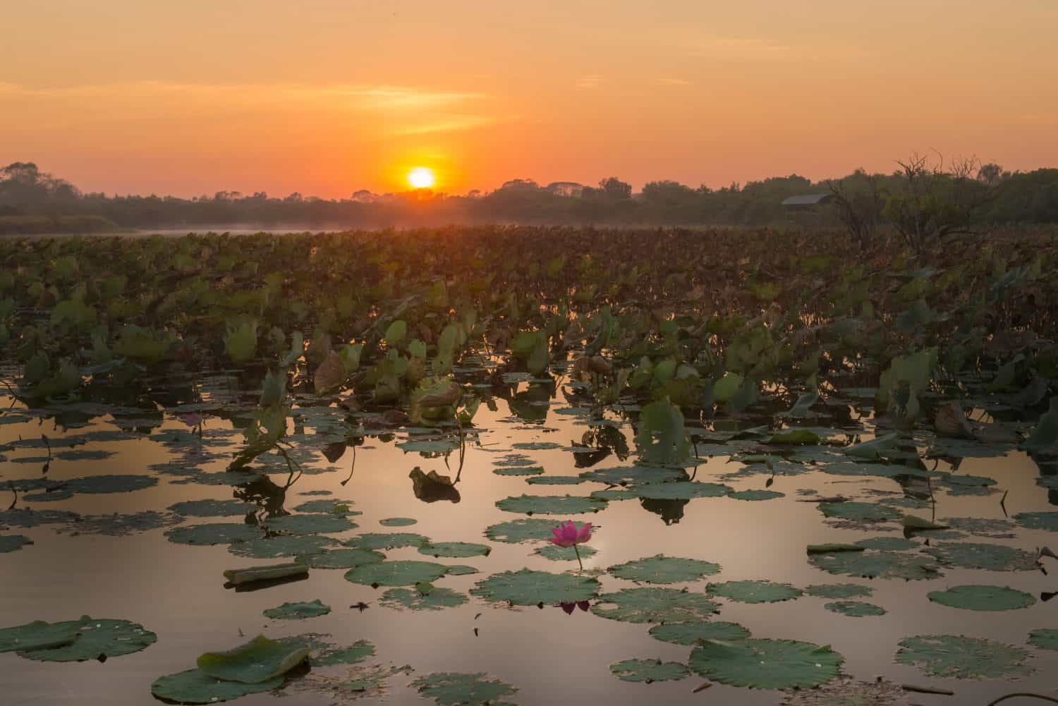 Sunrise over Shady Camp Billabong, Mary River, Darwin, Northern Territory, Australia.