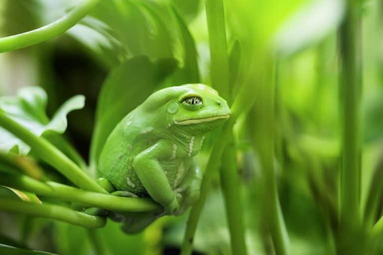 view of Monkey Tree Frog