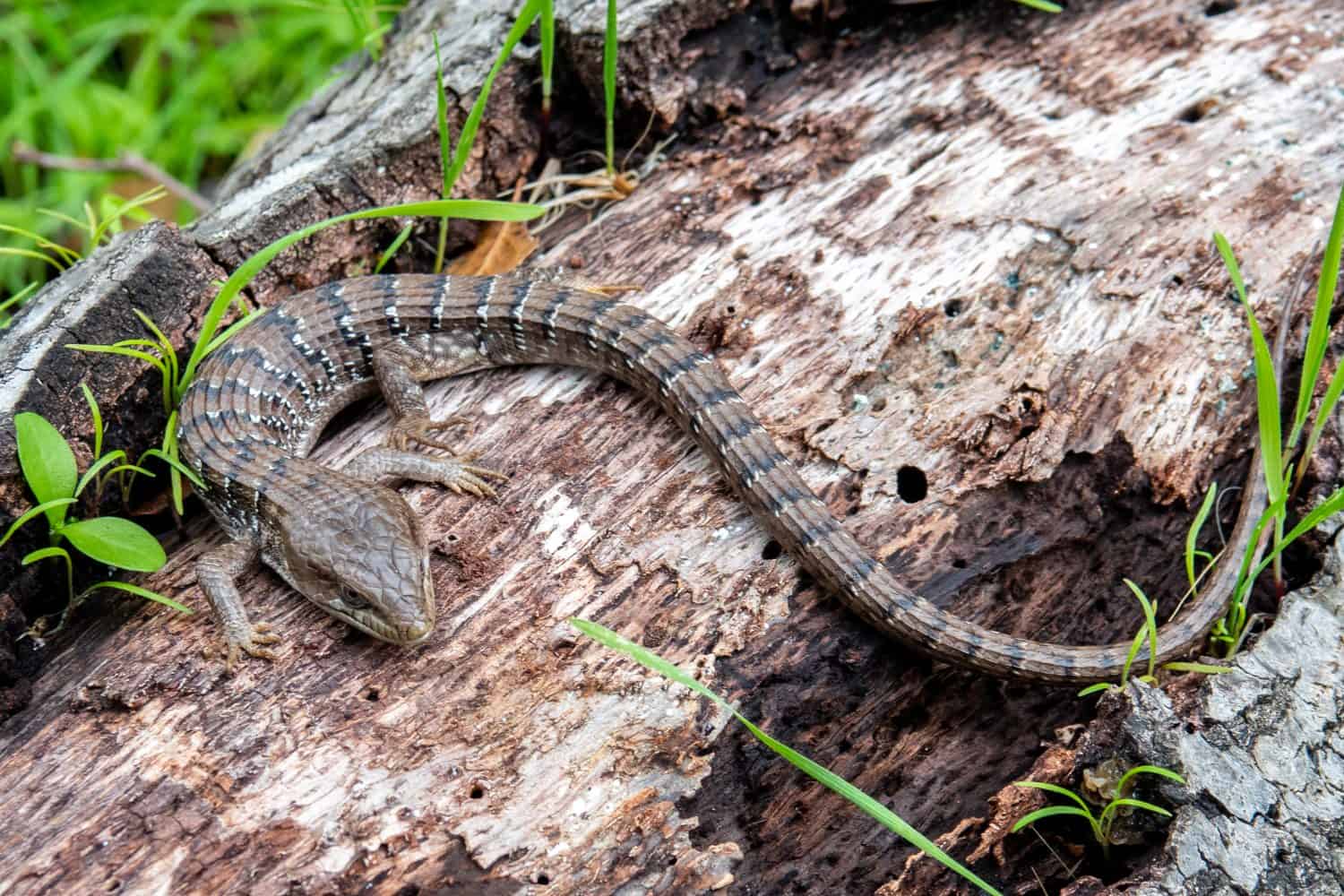 The southern Alligator lizard (Elgaria multicarinata) lives along the Pacific Coast of North America, from Baja California to Washington, including in Monterey, where this one was encountered.   