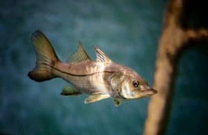 Snook swimming in Florida waters