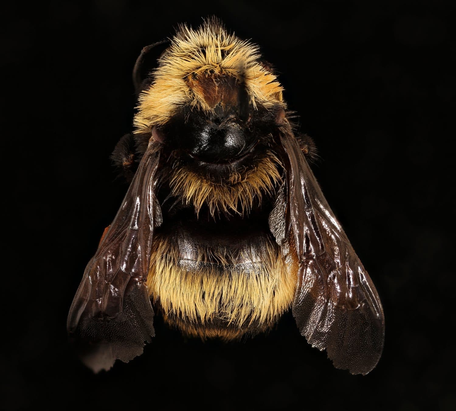 Bombus crotchii bee , Flying insect , back