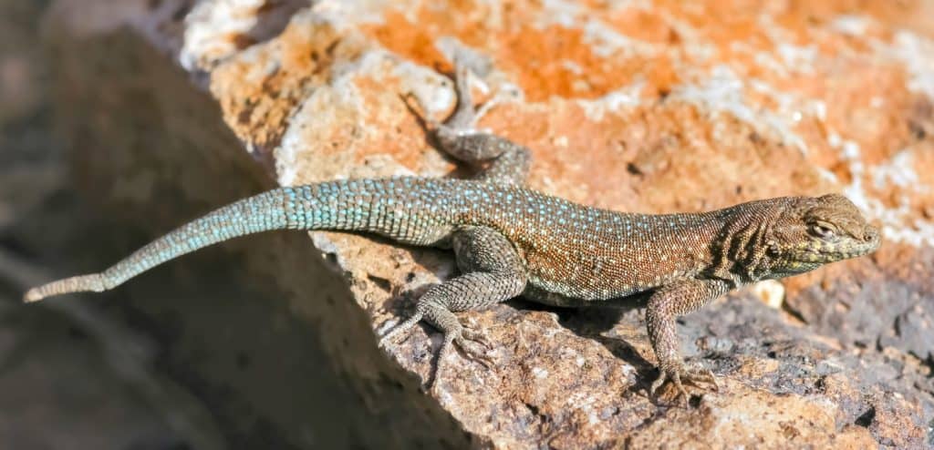 Western side-blotched lizard, adult male, sun bathing. Fossil Falls, Inyo County, California, USA.