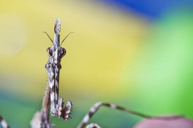 Female Praying Mantis, Empusa Pennata