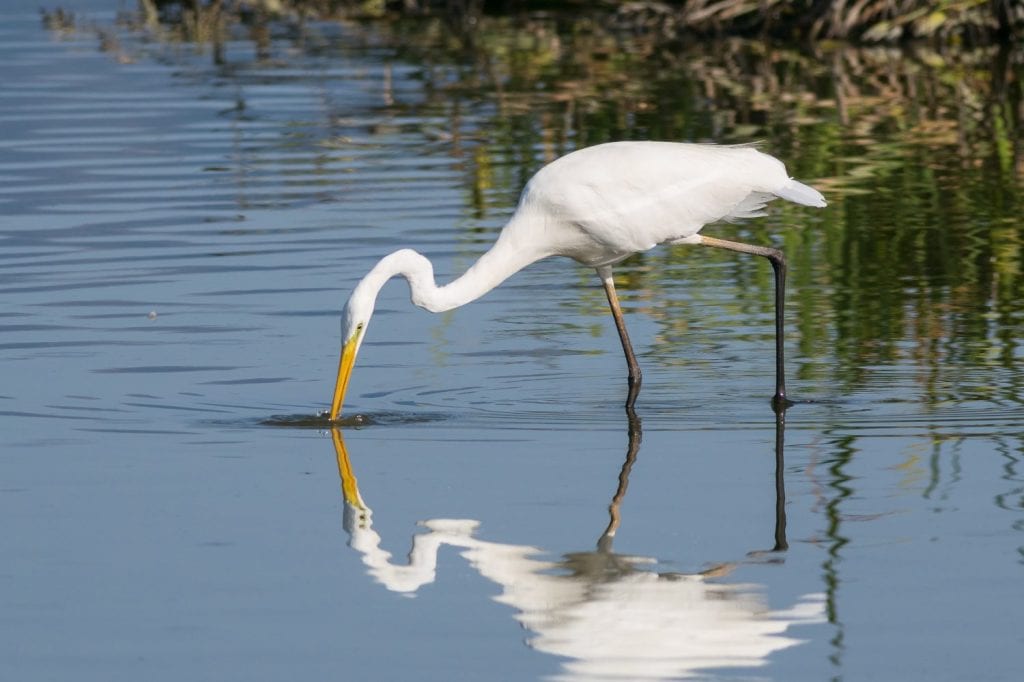 The Great Egret (Ardea alba), also known as common egret, large egret or great white heron , is a large, widely distributed egret. Distributed across most of the tropical and warmer temperate regions.