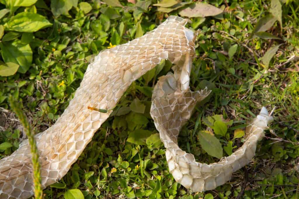 Shed skin of a snake after the moulting in a grass