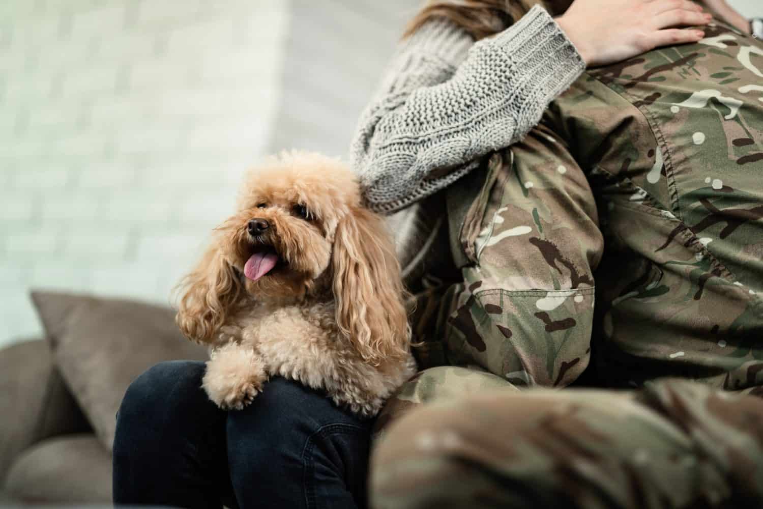 Unrecognizable military couple embracing while poodle is sitting on woman's lap. Focus is on dog. 