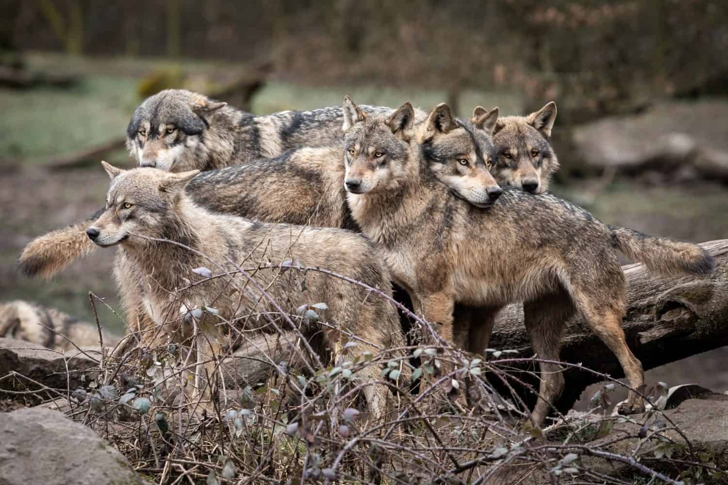 Family of grey wolf in the forest