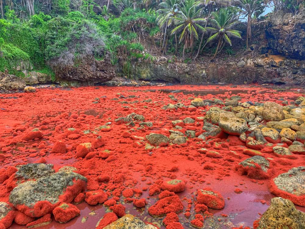 Baby Red crab Christmas Island.