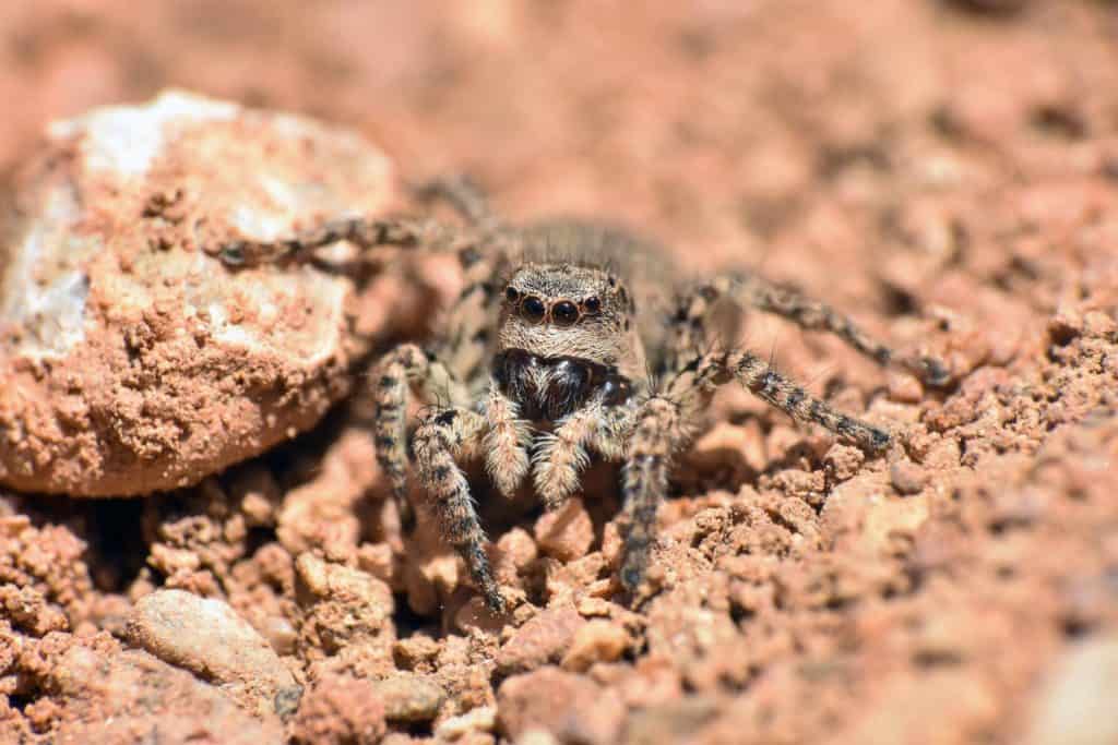 Jumping spider. Little jumping spider with big eyes on the ground