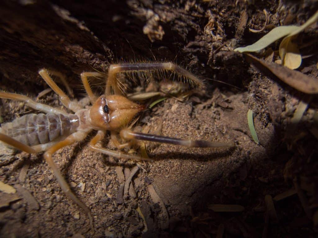 Solifugae is an order of animals in the class Arachnida known variously as camel spiders, wind scorpions, sun spiders, or solifuges.