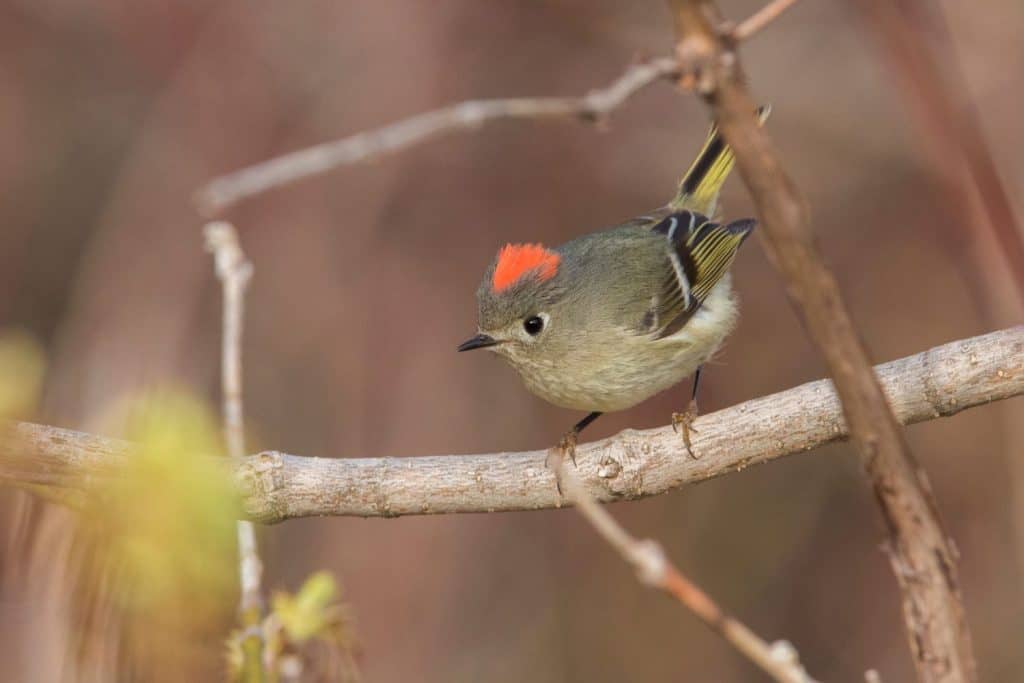 ruby-crowned kinglet (Regulus calendula) in spring