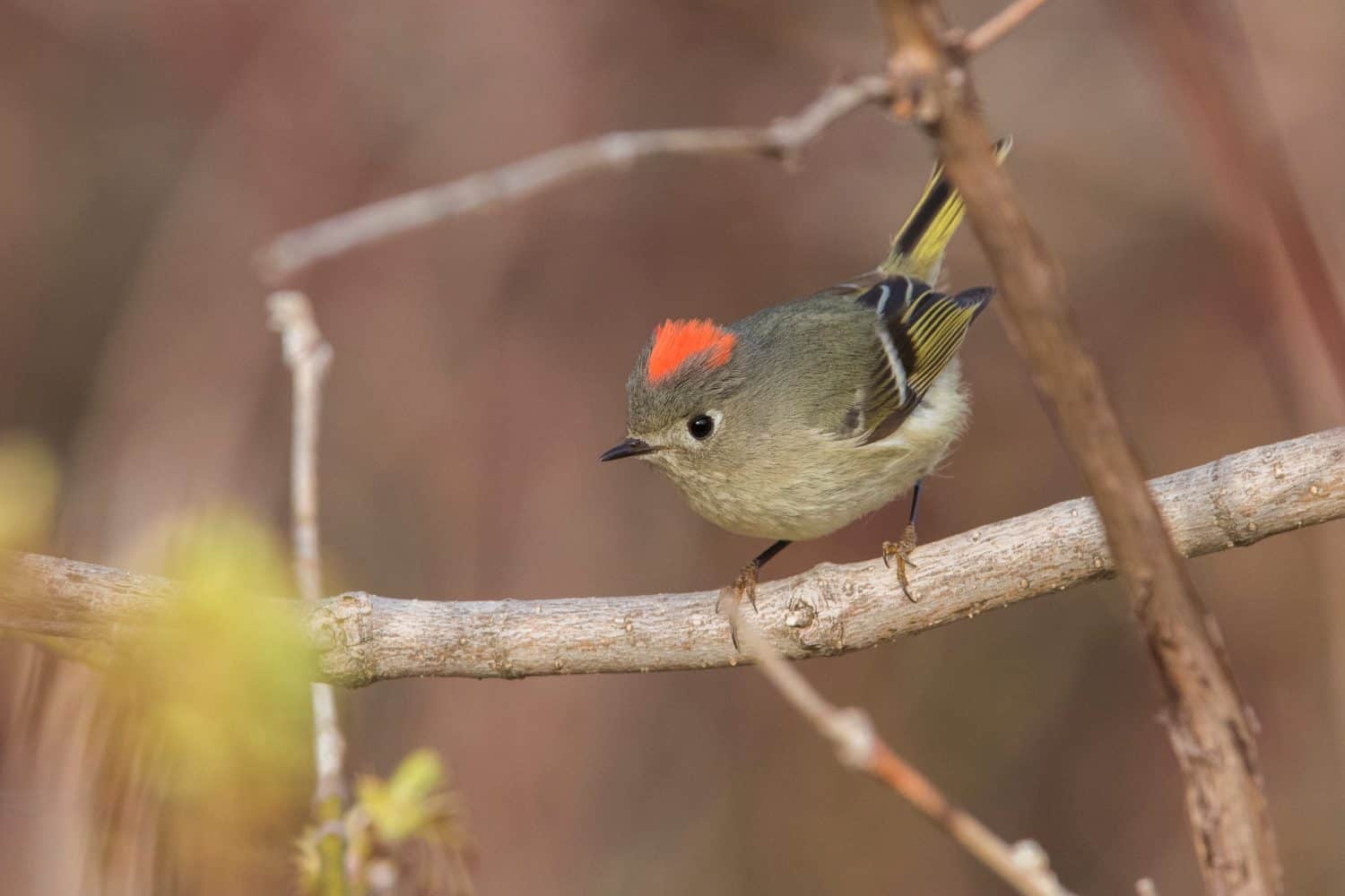 ruby-crowned kinglet (Regulus calendula) in spring