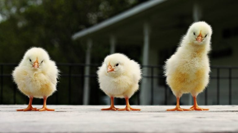Chicks playing on a farm