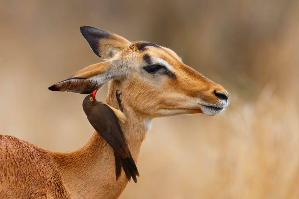 Impala female standing on the savanna with red billed oxpecker on her head in Kruger National Park in South Africa