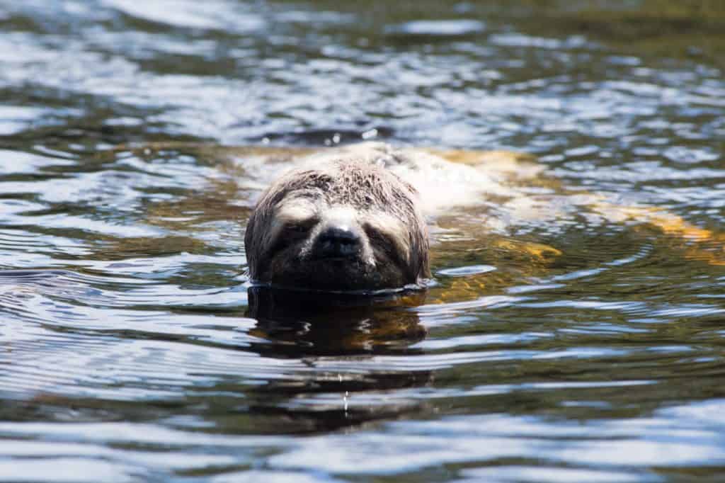 Sloth swimming in a river in the Amazon Rain Forest