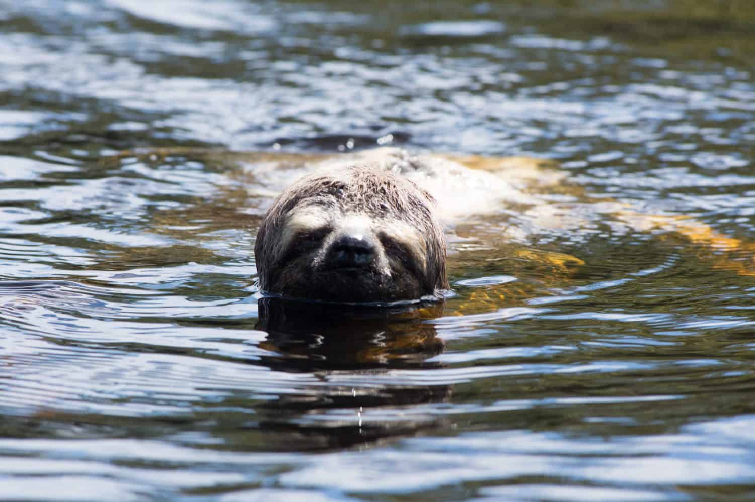 Sloth swimming in a river in the Amazon Rain Forest