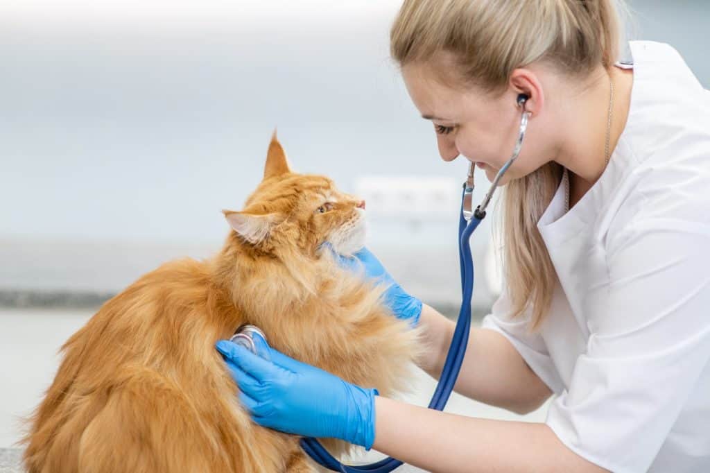 Smiling veterinarian is making a check up of a adult maine coon cat with stethoscope in vet clinic