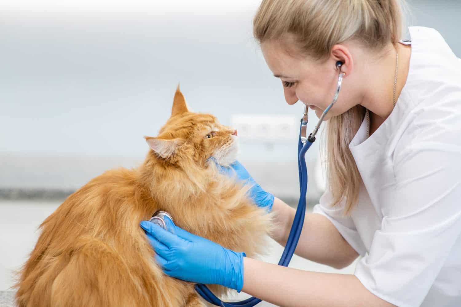 Smiling veterinarian is making a check up of a adult maine coon cat with stethoscope in vet clinic