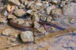 The Secret Life of Leeches, Blood-Sucking Aquatic Worms - A-Z Animals