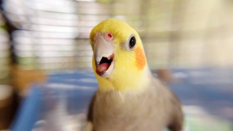 A gray cockatiel facing forward, with opened beak. Blurred background.