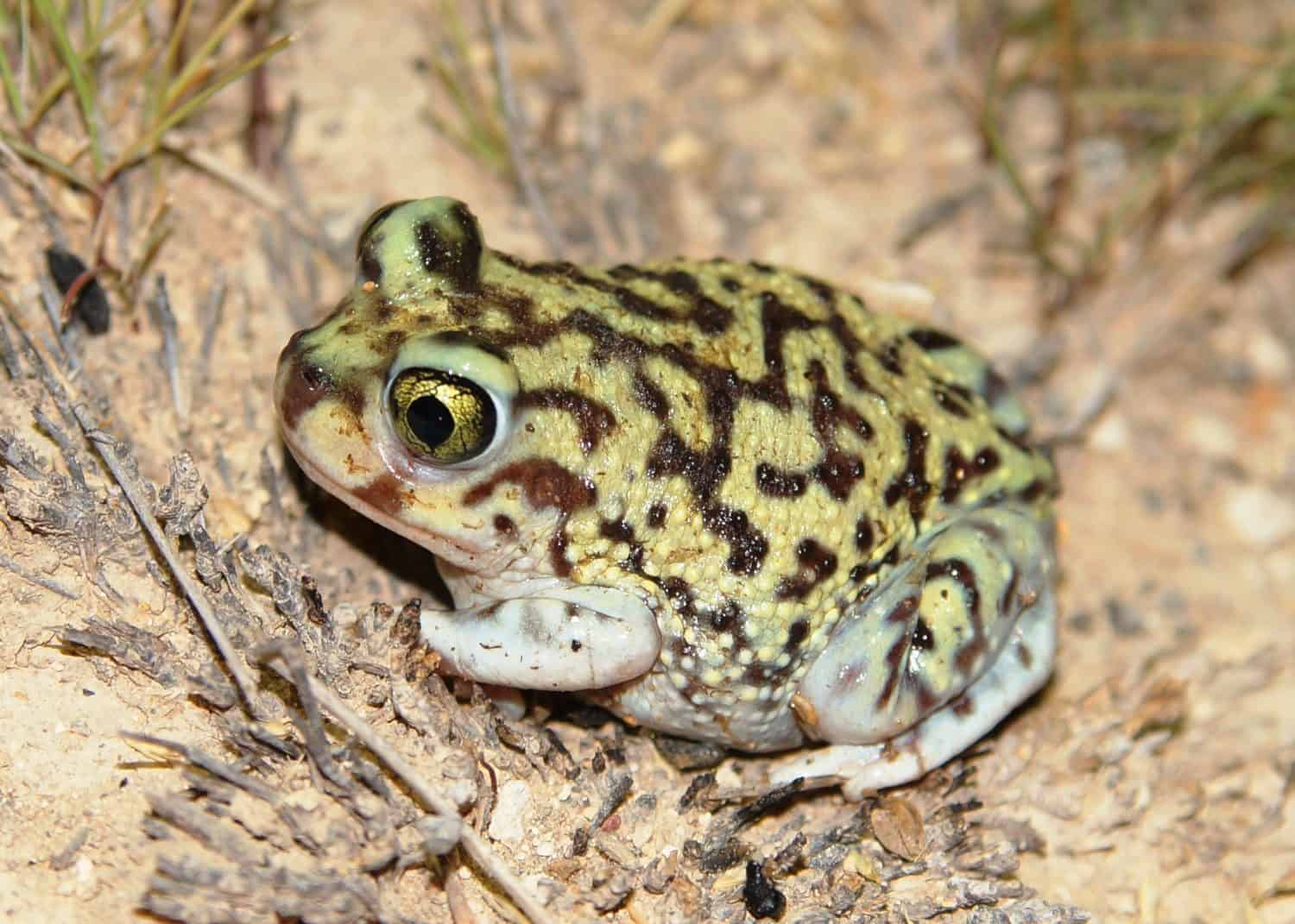 Couch's Spade-foot Toad - a desert dwelling toad that may be buried underground for years waiting for rain