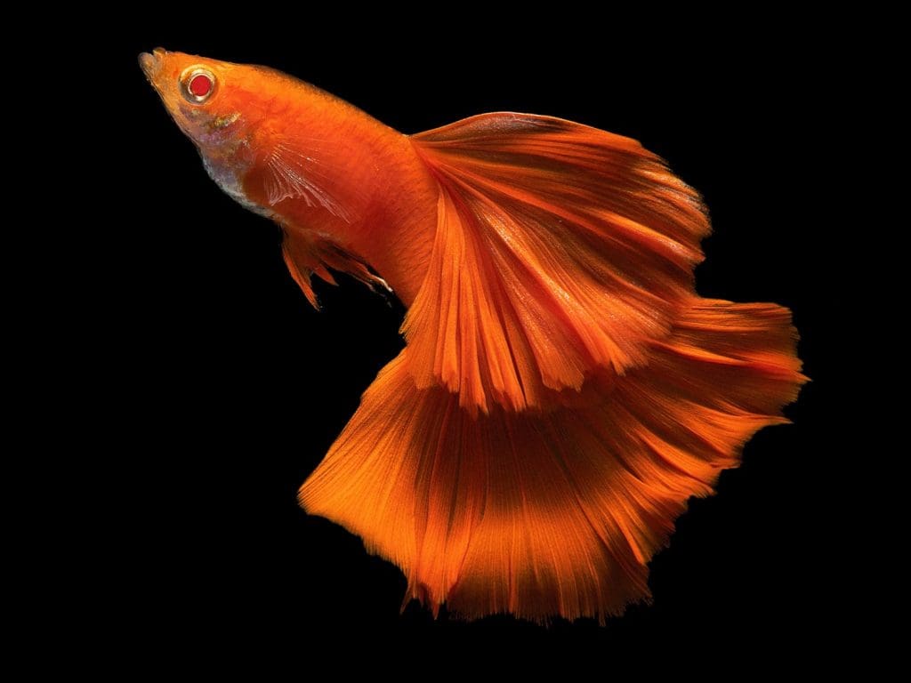Albino full red guppy male big tail big dorsal