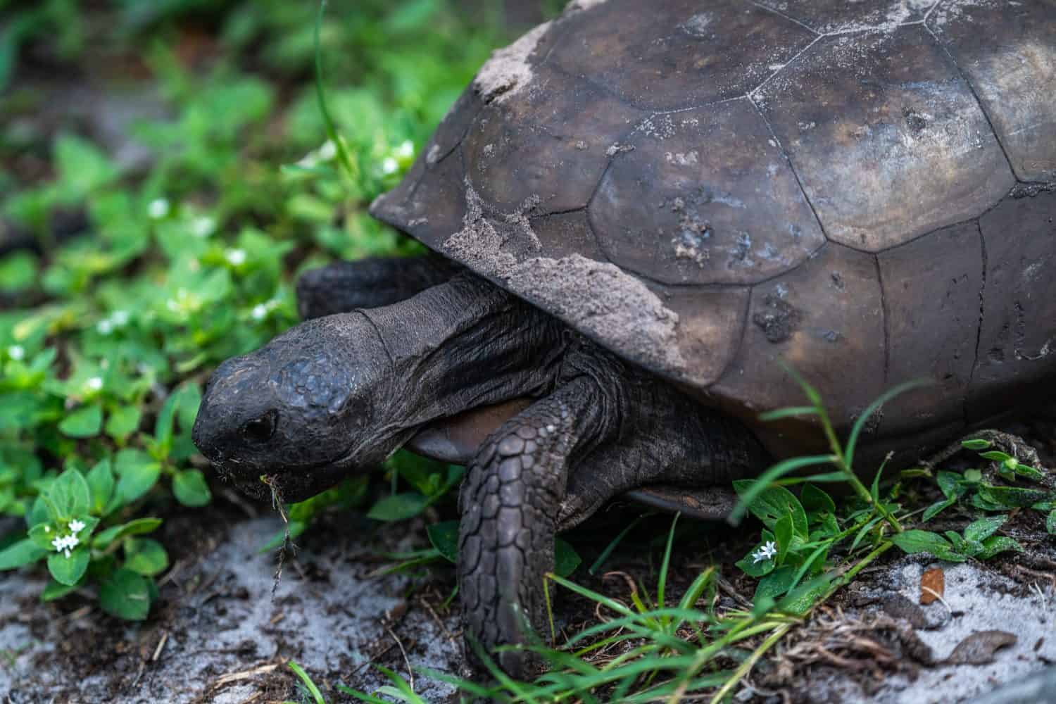 A turtle eating the grass near the river in the park.