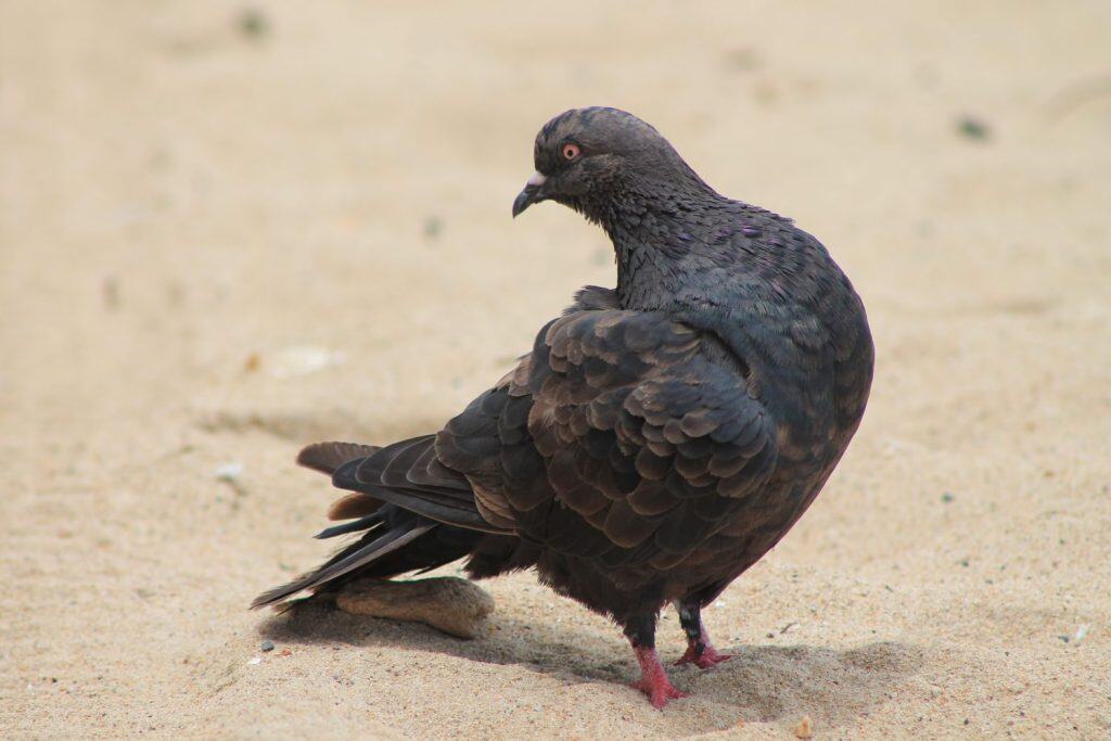 Puerto Rican pigeon on the beach sand